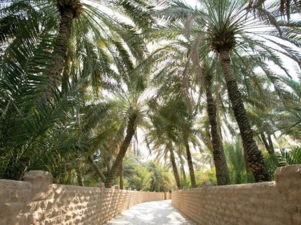UAE : पर्यावरण की सुरक्षा के लिए tree-tagging programme शुरू, लोगों को किया जाएगा जागरूक