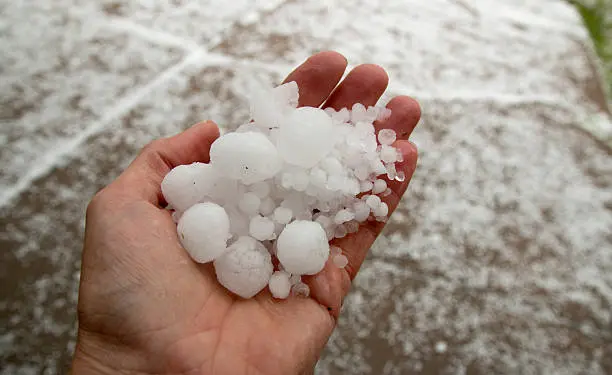 Late May thunderstorms left behind shredded trees and plants and tons of hail stones, much of it stacking up like snow and many stones being quarter sized  as well as pea sized, much of it covering the sidewalk in the background.