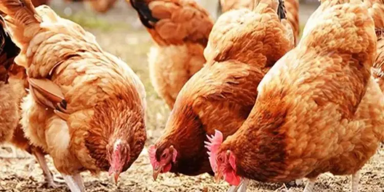 ओमान ने आठ देशों से पक्षियों और पोल्ट्री उत्पादों के आयात पर लगाई रोक