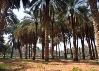 सऊदी अरब ने अल खॉबर में 1 लाख पेड़ों पर इलेक्ट्रॉनिक टैगिंग के साथ ग्रीन स्मार्ट सिटी परिवर्तन की शुरुआत की