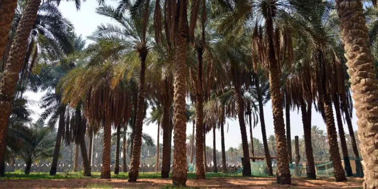 सऊदी अरब ने अल खॉबर में 1 लाख पेड़ों पर इलेक्ट्रॉनिक टैगिंग के साथ ग्रीन स्मार्ट सिटी परिवर्तन की शुरुआत की