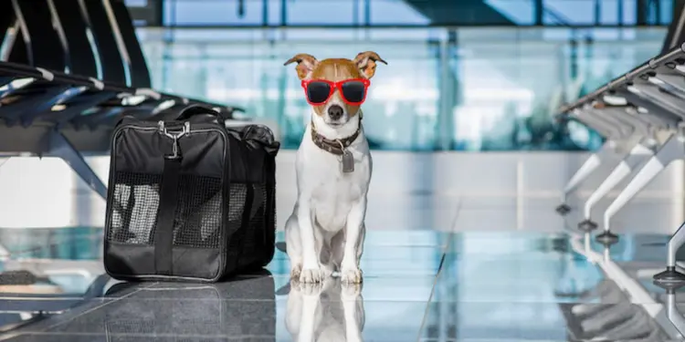 दुबई की नई प्राइवेट जेट सेवा अब Fly JetPets के साथ शुरू, अपने पालतू जानवरों के साथ कर सकेंगे यात्रा