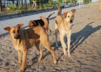 आवारा कुत्तों के संरक्षण और प्रबंधन में सुप्रीम कोर्ट ने उठाया  बड़ा कदम, शेल्टर होम से वापस मोहल्लों और सड़कों में भेजे जायेंगे आवारा कुत्ते