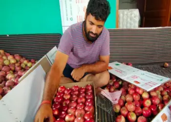 पहली बार गढ़वाल के सेब ‘किंग रोअट’ ने किया यूएई का सफर, भेजी गई 1.2 मीट्रिक टन खेप