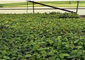 सऊदी अरब में हुआ पहले कॉफी सिटी का निर्माण, अल बहा में लगाए गए आधे मिलियन से अधिक कॉफी के पौधे