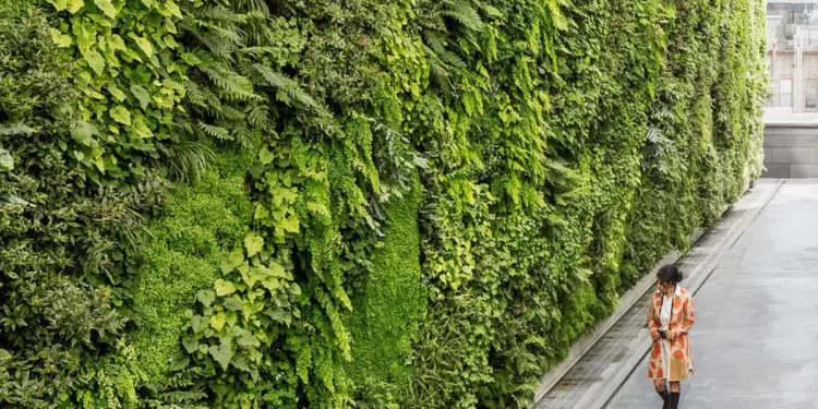 सऊदी अरब में 'ग्रीन वॉल्स' जल और जलवायु संकट के बीच कैसे नई उम्मीद बनकर उभर रही है?