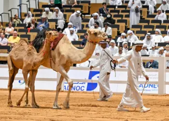 अबू धाबी में हुई नीलामी में मचा हंगामा 1.13 करोड़ रूपए में बिकी ऊंट की बछिया