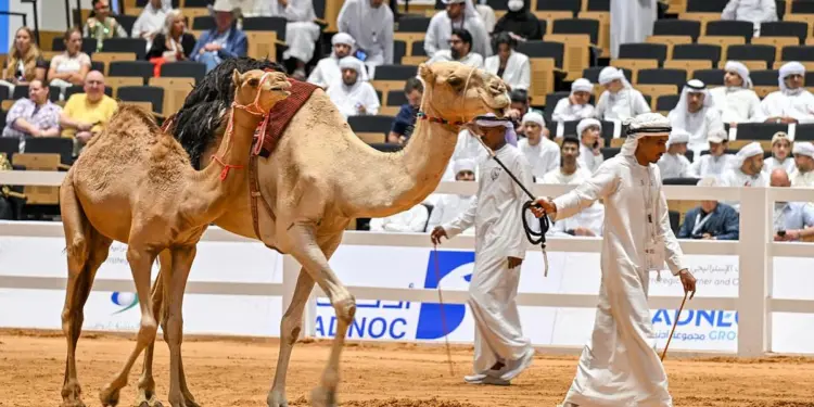 अबू धाबी में हुई नीलामी में मचा हंगामा 1.13 करोड़ रूपए में बिकी ऊंट की बछिया